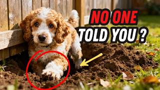 Things NO ONE tells you about owning a Cockapoo
