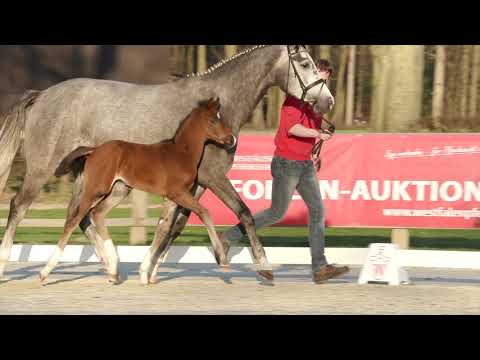 57 First Energy HF v. For Romance I - Ampere (NLD)