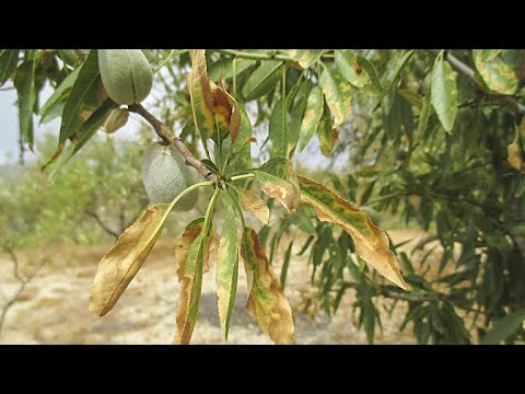 Avanços en la detecció de Xylella fastidiosa [part 1 de 4]