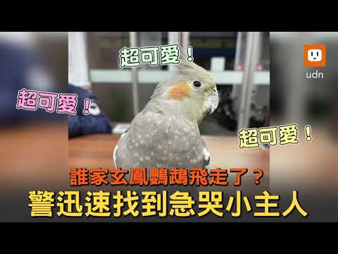 鸚鵡飛來家裡