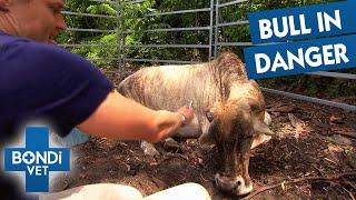 Cutting Overgrown Horn Pushing Into Bull's Head | Bondi Vet