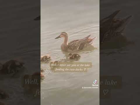 𝐽𝑢𝑠𝑡 𝑐ℎ𝑖𝑙𝑙 𝑑𝑢𝑐𝑘𝑠 𔓘 #beautiful #cottagecore #fairycore #ducks #nature #love #vintage #flowers