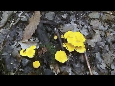 comment nettoyer les girolles