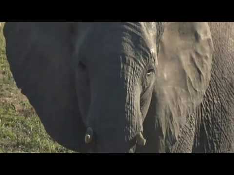 May 21, 2017- Sunrise-  another section of  the herd of Elephants with Short Trunk ellie