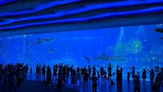Vlog2 China珠海海洋王国 飞船乐园 成都太古里打卡完毕