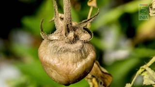 10.- Enfermedad Pudrición gris en tomate