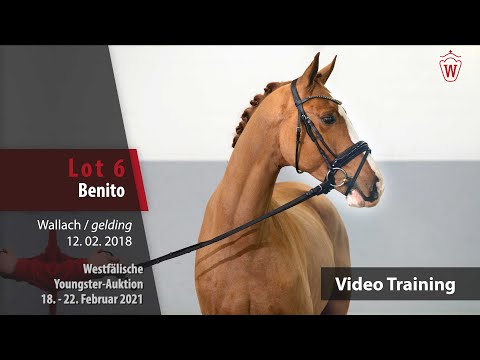 Youngster Auktion 18. - 22. Februar 2021 Training Lot 6 Benito Wallach v. Benicio - Fidermark