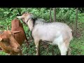 True Friends Are Happy They Played Together Trending Goat Youtubeshorts Viralvideo