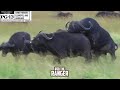Buffalo S Unique Approach To Baby Making