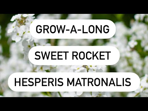 , title : 'Sweet Rocket (Hesperis matronalis)