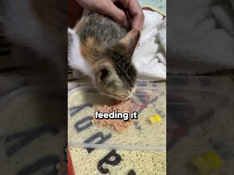 The great abandoned house kitten rescue 🦸‍♂️