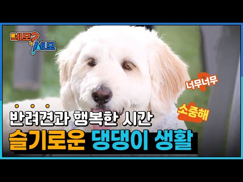 [네모세모] 슬기로운 댕댕이 생활