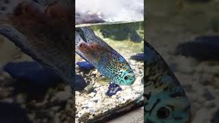 おしゃべり熱帯魚♥#ショート #熱帯魚