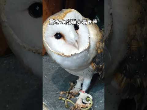 IUCN分類における絶滅の危険性を示す図。