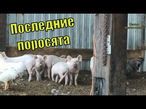 СОСЕДИ бы не ВЫДЕРЖАЛИ. Будни семьи в деревне / Семья Фетистовых