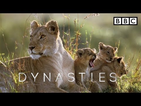 Tráiler Dinastía de león [WEB-DL] 2021