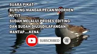 Download lagu SUARA PIKAT BURUNG MANDAR/PELAN/MOORHEN, NITIT..SUDAH MELALUI PROSES EDIT DAN SUDAH DIUJI DILAPANGAN mp3 Download lagu SUARA PIKAT BURUNG MANDAR/PELAN/MOORHEN, NITIT..SUDAH MELALUI PROSES EDIT DAN SUDAH DIUJI DILAPANGAN mp3