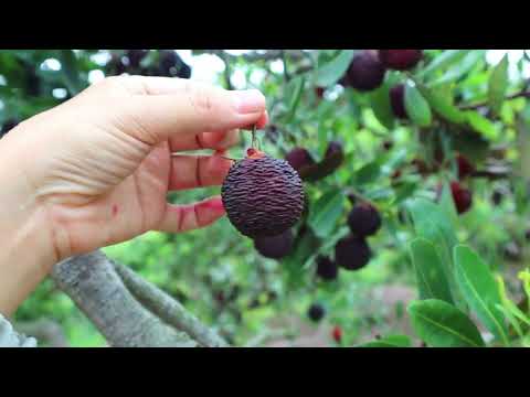 Himalayan Bayberry fruit season