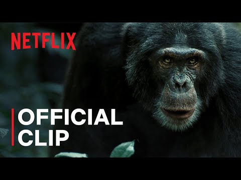 Chimps Go to War