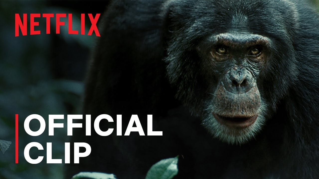 Chimps Go to War