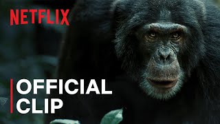 Chimp Empire | Chimps Go to War | Netflix