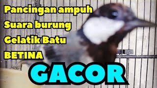 Download lagu Gelatik betina memanggil jantan || Pancingan gelatik batu cepat gacor  mp3