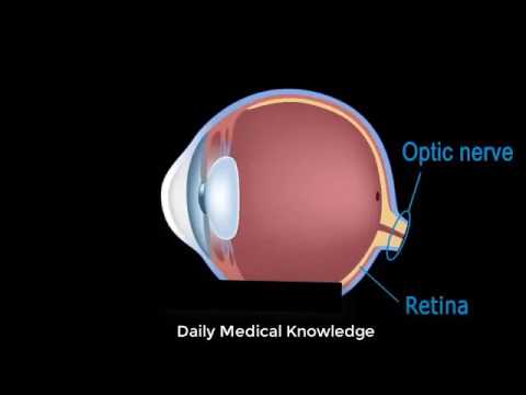 Overview of the Respiratory System Animation