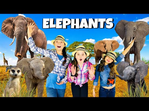 Into the WILD with AFRICAN ELEPHANTS!!  All About Elephants!