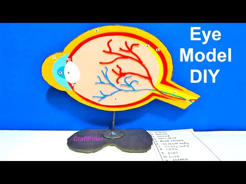 human digestive system working model 3d science project for science exhibition diy howtofunda