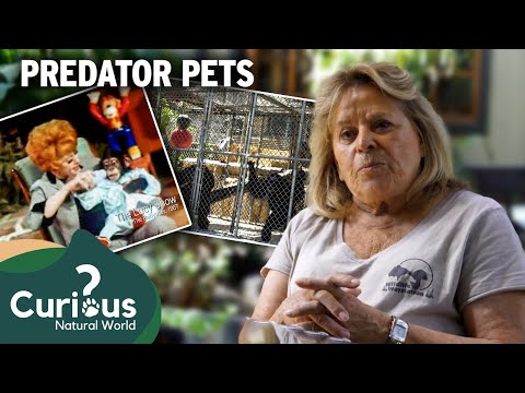 When Cute Goes Wrong: The Brutal Truth About Chimpanzee Pets | Predator Pets