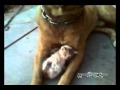 Este perro adopta y protege a este gatito abandonado