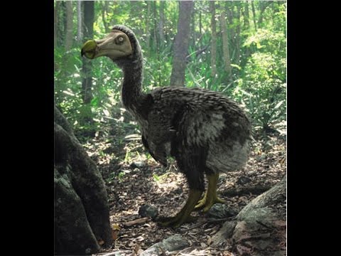 Hayatta Kalanlar Belgesel