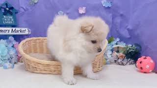 ポメラニアンの動画01