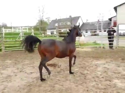 RM Double Trouble v. Dance Star AT