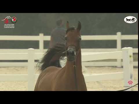 N 153 EKATERA   Abu Dhabi International Arabian Horse Championship 2021   Mares 7+ Years Old Class 5