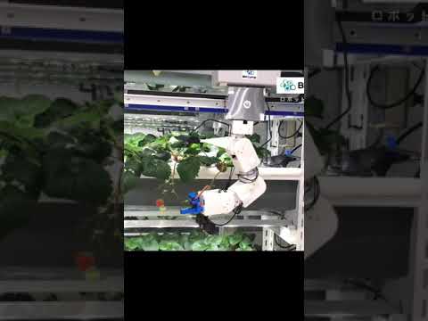 , title : 'WOW! Technology in Agriculture - Robot harvest strawberry in greenhouse #Shorts'