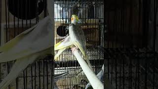 Download lagu cockatiel bernyanyi Falk jantan Gacor #fyp #hobi mp3