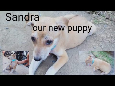 meet Sandra