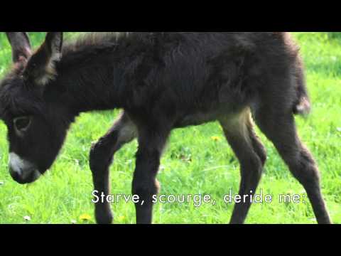 download lagu mp3 mp4 The Donkey Poem Palm Sunday, download lagu The Donkey Poem Palm Sunday gratis, unduh video klip The Donkey Poem Palm Sunday