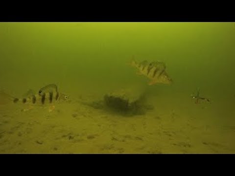 Kuha ja ahven tasapainopilkki Parainen 11 3 2018