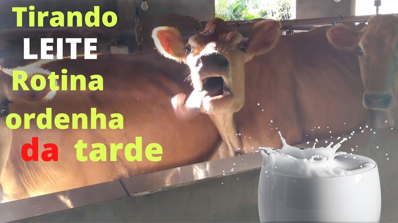 Tirando leite ,rotina ordenha da tarde .
