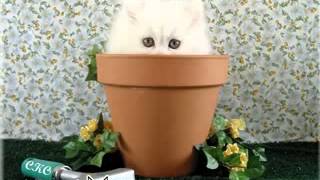 Kuroneko No Tango ~meow🐱