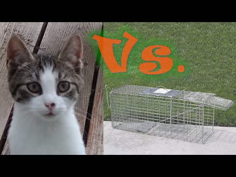 Harbor Freight Cat Trap