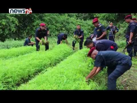 गाँजा चुरोट र रक्सी भन्दा पनि कम हानिकारक भएको वैज्ञानिक पुष्टि - NEWS24 TV