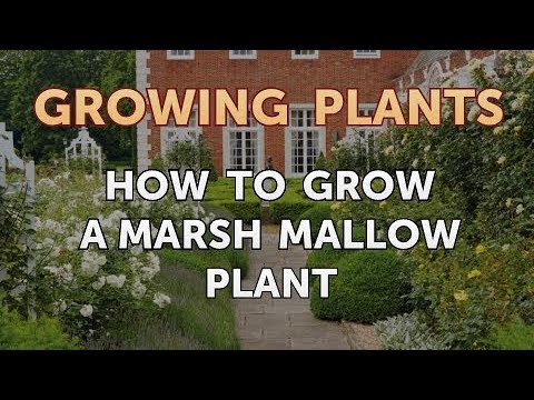 How to Nurse a Dying Ivy Plant Back to Life