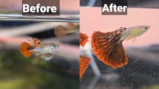 By Far The Simplest And Best Way To Groom Guppies!