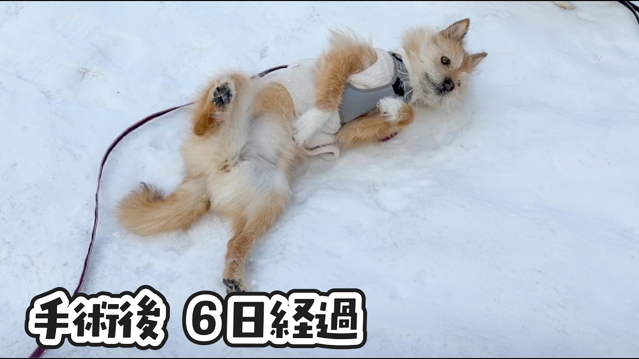 「傷口大丈夫！？」ってほどに、ワンプロをする元気が出てきたポテ