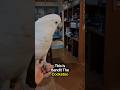 This cockatoo loves to play spin and scream 🤣