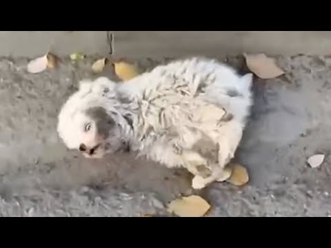 After the accident, the puppy collapsed on the road but still tried his best to get up