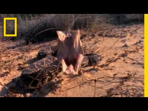 How to Survive a Rattlesnake Bite | National Geographic